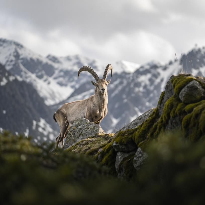 Das Geheimnis des Nationalparks enthüllt